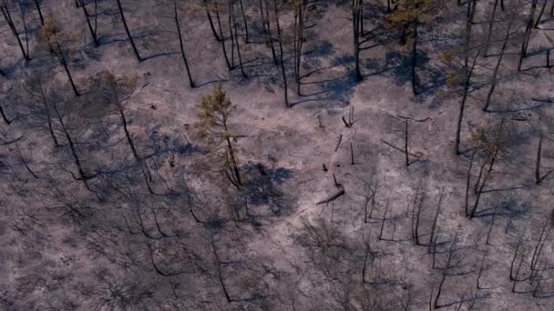 Alexandroupoli Griekenland Augustus 2023 Vliegen Verkoolde Bomen Het Bos Verwoestende — Stockvideo