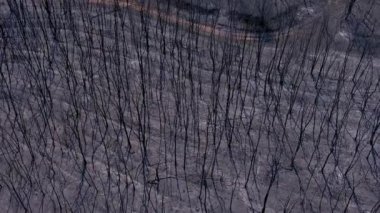 Dedeağaç - Yunanistan, 23 Ağustos 2023 Yıkıcı yangından sonra ormanda kömürleşmiş ağaçların üzerinde uçuyor