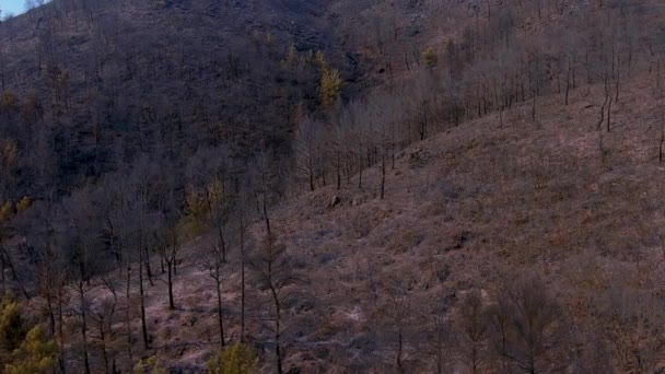 2023年8月23日 希腊亚历山大港 大火过后 飞机飞越了森林里烧焦的树木 — 图库视频影像