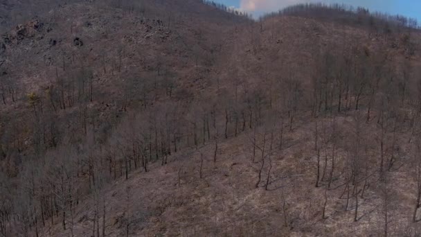 Alexandroupoli Grecja Sierpnia 2023 Latanie Nad Zwęglonymi Drzewami Lesie Niszczącym — Wideo stockowe