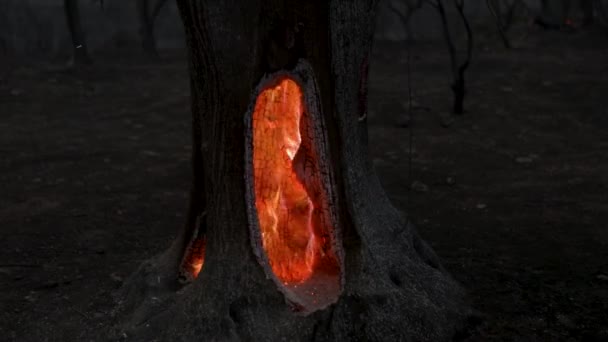 北ギリシャのエブロス県で燃えているオリーブの木のトランクの中の火災は これまでにヨーロッパで最大の火災 — ストック動画