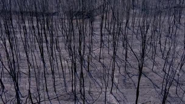 2023年8月23日 希腊亚历山大港 大火过后 飞机飞越了森林里烧焦的树木 — 图库视频影像