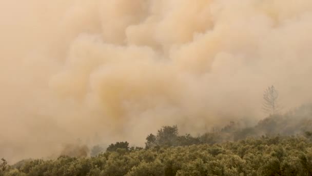 Alexandroupoli Grèce Août 2023 Incendies Forêt Dans Préfecture Evros Dans — Video