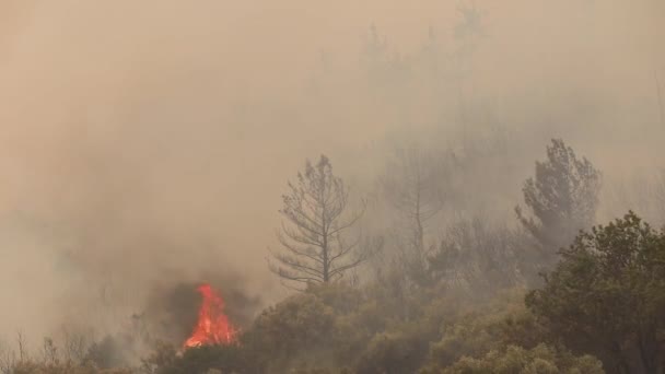 希腊亚历山大港2023年8月21日希腊北部埃弗罗斯省的森林大火是欧洲历史上最大的火灾 — 图库视频影像