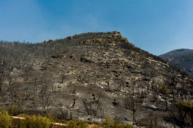 Hava görüntüsü, 23 Ağustos 2023 'te Yunanistan' ın kuzeyindeki Evros ilinde çıkan ve Avrupa 'nın gördüğü en büyük yangında çıkan yangından sonra yanmış bir bölgeyi gösteriyor. Felaket etkileri, çevre felaketi