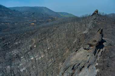 Hava görüntüsü, 23 Ağustos 2023 'te Yunanistan' ın kuzeyindeki Evros ilinde çıkan ve Avrupa 'nın gördüğü en büyük yangında çıkan yangından sonra yanmış bir bölgeyi gösteriyor. Felaket etkileri, çevre felaketi