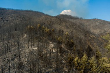 Hava görüntüsü, 23 Ağustos 2023 'te Yunanistan' ın kuzeyindeki Evros ilinde çıkan ve Avrupa 'nın gördüğü en büyük yangında çıkan yangından sonra yanmış bir bölgeyi gösteriyor. Felaket etkileri, çevre felaketi