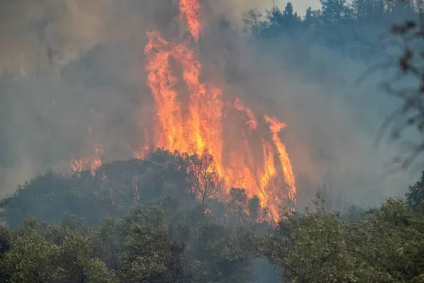Waldbrände Der Präfektur Evros Nordgriechenland Das Größte Feuer Das Jemals — Stockfoto
