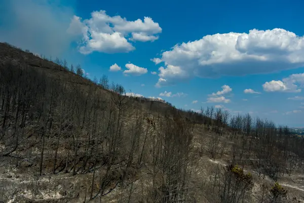 Vista Aérea Mostra Uma Área Queimada Após Incêndio Província Evros — Fotografia de Stock