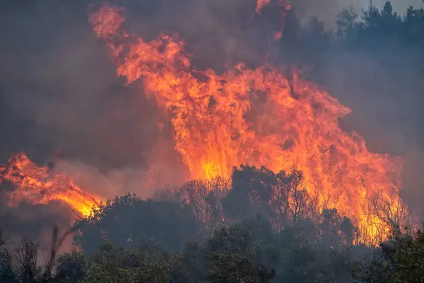 Lesní Požáry Prefektuře Evros Severním Řecku Při Největším Požáru Evropě — Stock fotografie