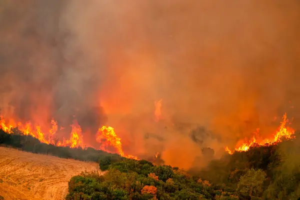 Lesní Požáry Prefektuře Evros Severním Řecku Při Největším Požáru Evropě — Stock fotografie