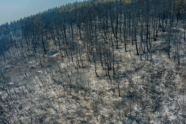 航拍照片显示 2023年8月23日 希腊北部埃弗罗斯省发生大火 烧毁了整个地区 这是欧洲最大的火灾 灾害后果 环境灾难 — 图库照片