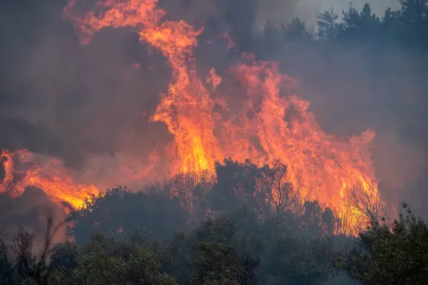Incendies Forêt Dans Préfecture Evros Dans Nord Grèce Lors Grand — Photo