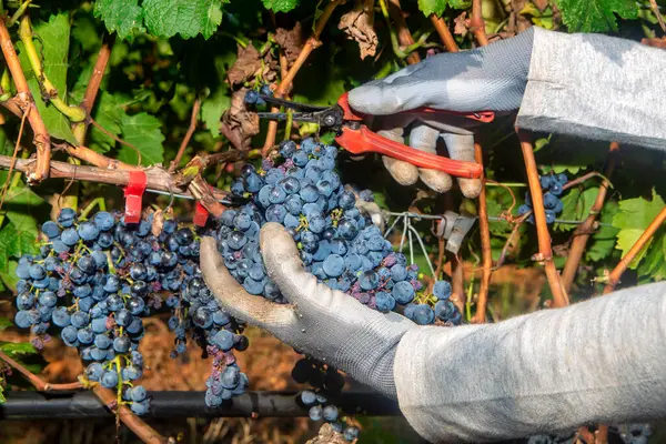 Close Worker Hands Cutting Red Grapes Vines Wine Harvest Grapes — Stock Photo, Image