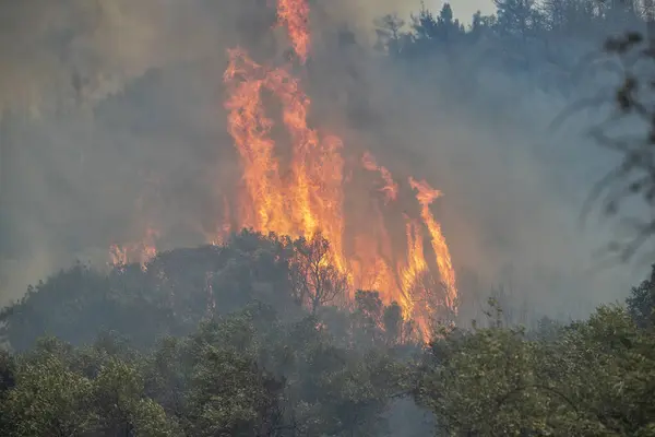Лесные Пожары Префектуре Эврос Севере Греции Крупнейшем Пожаре Европе Августа Лицензионные Стоковые Изображения