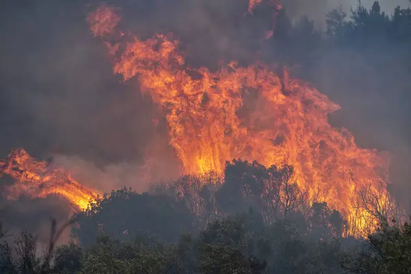 Pożary Lasów Prefekturze Evros Północnej Grecji Największym Pożarze Historii Europy Zdjęcia Stockowe bez tantiem