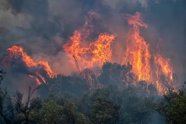 Pożary Lasów Prefekturze Evros Północnej Grecji Największym Pożarze Historii Europy Obrazek Stockowy