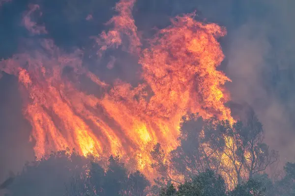 2023年8月23日 希腊北部埃弗罗斯省的森林大火成为欧洲历史上最大的火灾 免版税图库图片