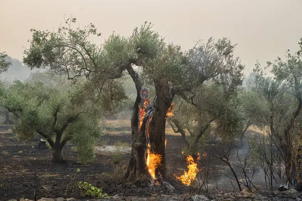 Erdőtüzek Evros Prefektúrájában Észak Görögországban 2023 Augusztus Európa Legnagyobb Tüzében Stock Kép