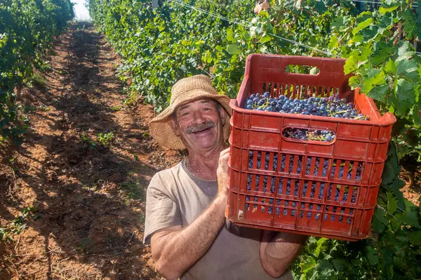 Δράμα Ελλάδα Σεπτεμβρίου 2022 Ένας Ευτυχισμένος Αγρότης Περπατά Στη Μέση Φωτογραφία Αρχείου