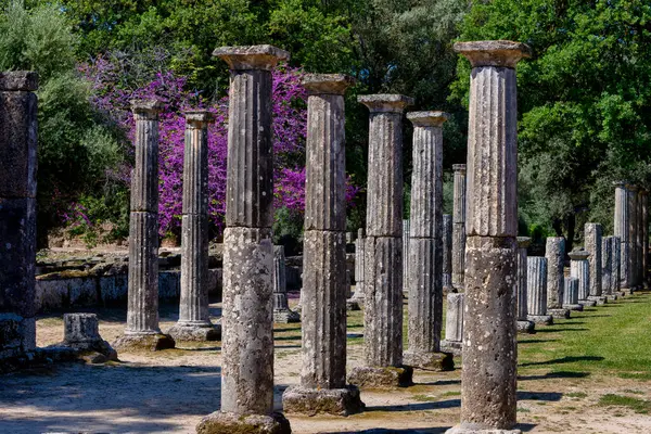 Olympia Archaeological Site Beautiful Pink Blooming Flowers Peloponeso Grécia Imagens De Bancos De Imagens