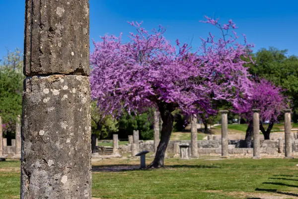 奥林匹亚考古遗址 开着美丽的粉红色花朵 伯罗奔尼撒 图库图片