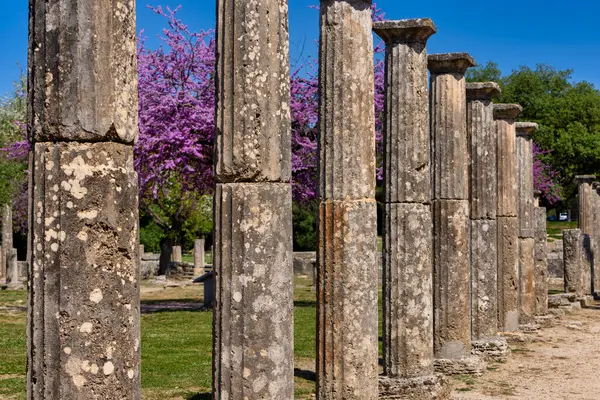奥林匹亚考古遗址 开着美丽的粉红色花朵 伯罗奔尼撒 图库照片