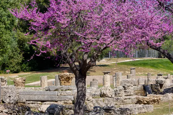 奥林匹亚考古遗址 开着美丽的粉红色花朵 伯罗奔尼撒 免版税图库照片