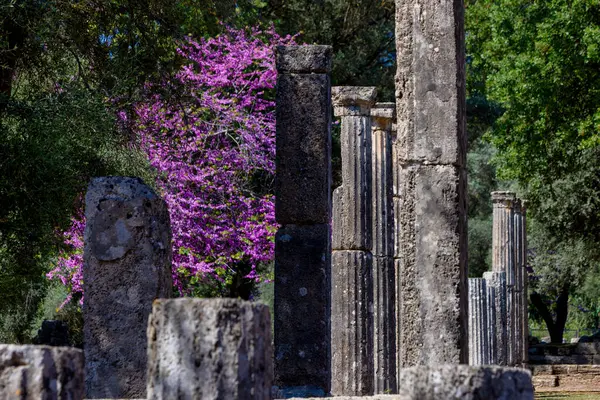 Археологический Памятник Розовыми Цветущими Фловерами Пелопоннес Греция Стоковая Картинка