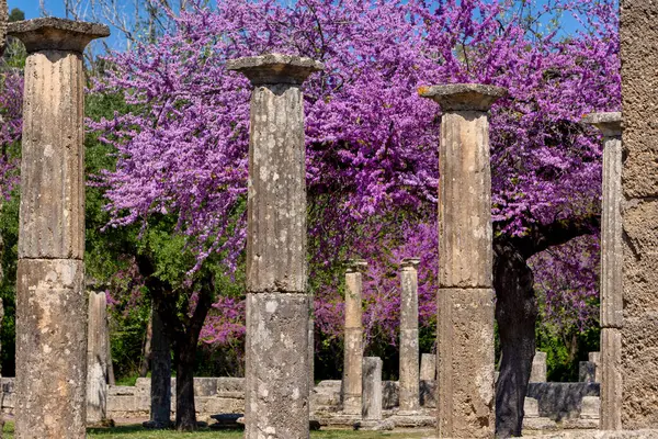 美しいピンクの花 ペロポネスが付いているオリンピア考古学遺跡 ギリシャ ストック写真