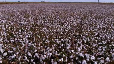 Beyaz pamuk çiçeklerinin hasat için hazır olduğu uçsuz bucaksız pamuk tarlasının insansız hava aracı çekimi. Ekinler yoğun ve iyi organize edilmiş. Bu da dikkatle yönetilen bir tarımsal üretim olduğunu gösteriyor..