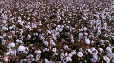 Beyaz pamuk çiçeklerinin hasat için hazır olduğu uçsuz bucaksız pamuk tarlasının insansız hava aracı çekimi. Ekinler yoğun ve iyi organize edilmiş. Bu da dikkatle yönetilen bir tarımsal üretim olduğunu gösteriyor..