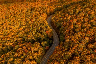Turuncu, kırmızı ve altın sarısı sıcacık renklerde parlayan bir sonbahar ormanının hava manzarası renkli manzarayı oyuyor. Yunanistan 'ın Chalkidiki kentinde Sonbahar