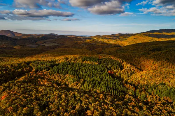 Turuncu, kırmızı ve altın sarısı sıcacık renklerde parlayan bir sonbahar ormanının hava manzarası renkli manzarayı oyuyor. Yunanistan 'ın Chalkidiki kentinde Sonbahar