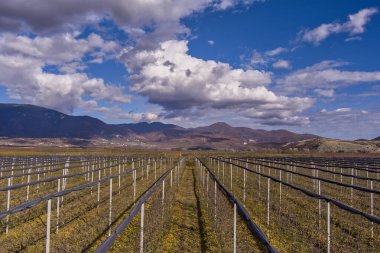 Yunanistan 'ın Arnissa kentindeki elma ağaçları, uzak dağlar ve yukarıda parçalı bulutlu bir gökyüzü ile düzenli sıralar halinde dizilmiş durumdalar. Doğal güzelliklerle dolu huzurlu bir kırsal bölge..