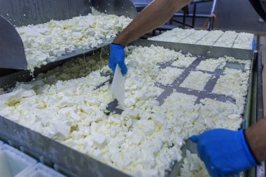 Endüstriyel peynir üretim hattı. Süt ürünlerini sterilize koşullarda kullanan işçiler.