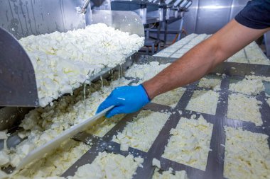 Endüstriyel peynir üretim hattı. Süt ürünlerini sterilize koşullarda kullanan işçiler.