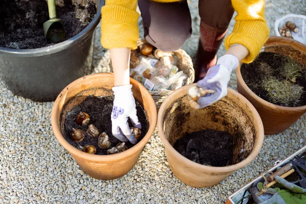 Woman Plants Tulip Bulbs Clay Jugs Outdoors Close View Hands — Stock Photo, Image