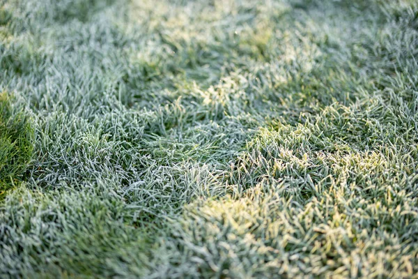Pozadí Detailní Záběr Zamrzlé Zelené Trávy Sulight — Stock fotografie