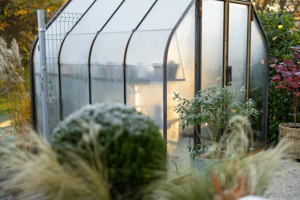 后院里的晨景 有美丽的老式温室 由生锈的金属和玻璃制成 在寒冷和阳光灿烂的早晨 — 图库照片