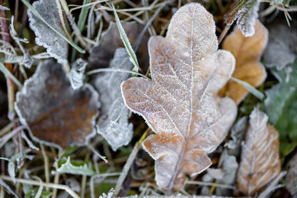 屋外の草の上に凍結したオークの葉のクローズアップ 背景画像 — ストック写真