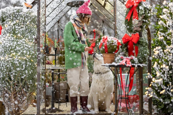 若いかわいい女性は雪の天気の間に美しく装飾された裏庭で愛らしい犬と遊ぶ 幸せな冬の休日の概念 — ストック写真