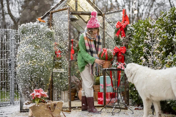 若い女性は 雪の中で冬の休日のために準備し 赤い弓のプレゼントとクリスマスツリーで裏庭を飾る 白いです可愛いです犬助けて彼女 — ストック写真