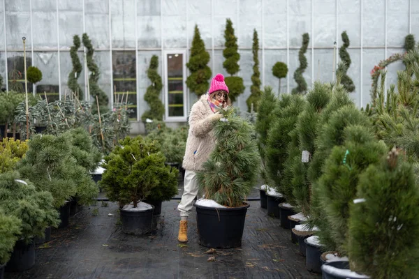Woman chooses a conifer decorative plant in pot at plant shop during a winter time. Shopping for a winter holidays at open air market
