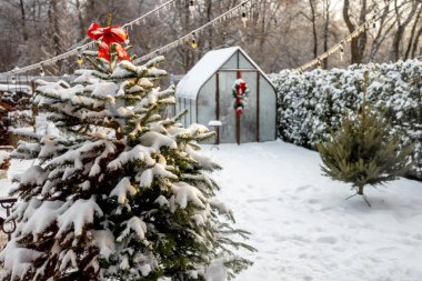 Klasik serası ve karla kaplı Noel ağacı olan güzel bir karlı bahçe. Yeni yıl tatili ve kış büyüsü kavramı