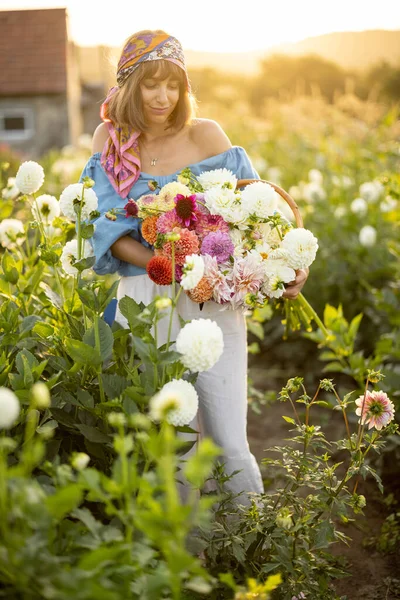 Portrait Woman Lots Freshly Picked Colorful Dahlias Lush Amaranth Flower — Photo