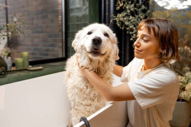 Young woman cares her cute dog while washing in bathtub at home. Concept of animal care and friendship with pets. Maremmano abruzzese dog breed clipart