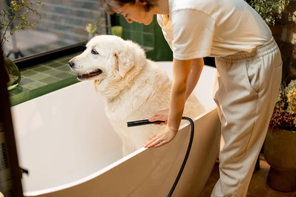 若い女性は自宅の浴槽でかわいい白い犬を洗っています 動物の世話 ペットと友情のためのスパ手順の概念 — ストック写真