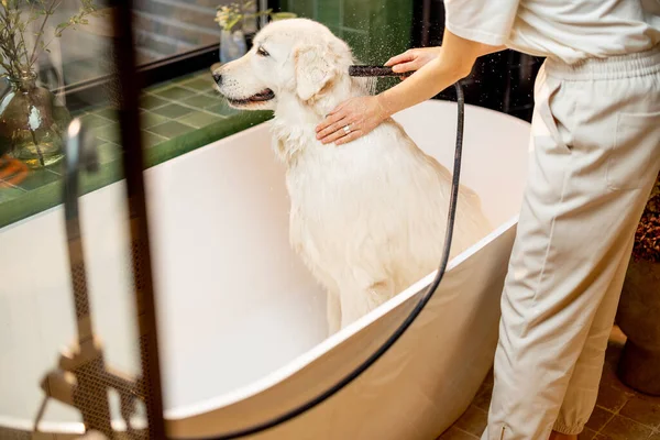 Young Woman Washing Her Cute White Dog Bathtub Home Concept — Stockfoto