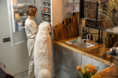 Woman looks into a fridge, cooking with her huge white dog together on kitchen at home